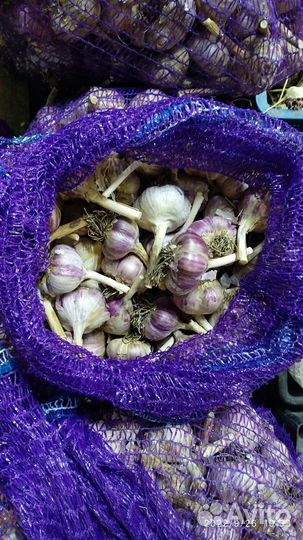 Чеснок озимый