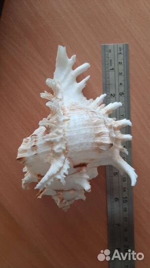 Морские ракушки раковины
