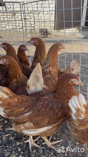 Продажа птицы