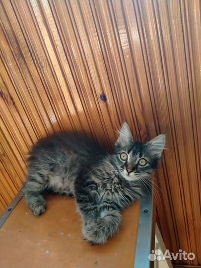 Котенок в добрые руки