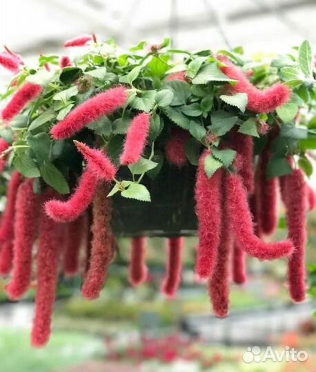 Акалифа лисий хвост Комнатный экзот