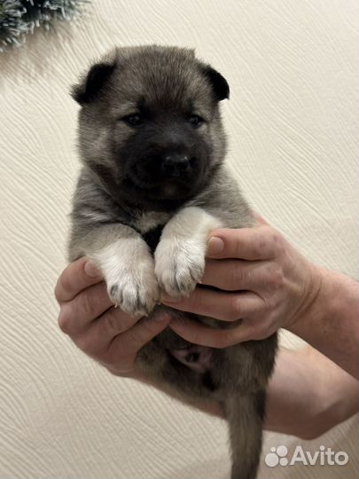 Щенок в добрые руки бесплатно