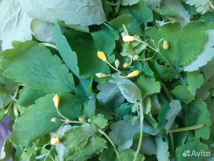 Чистотел, Свежий сок, весна 2024года