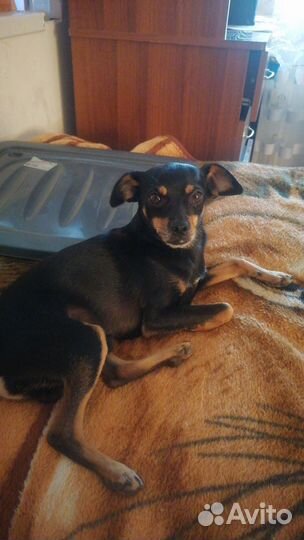 Той-терьер щенки