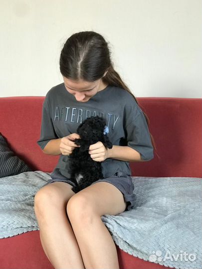 Волшебные пуделечки