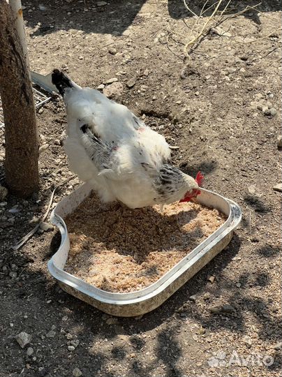 Куры несушки Серебрянки