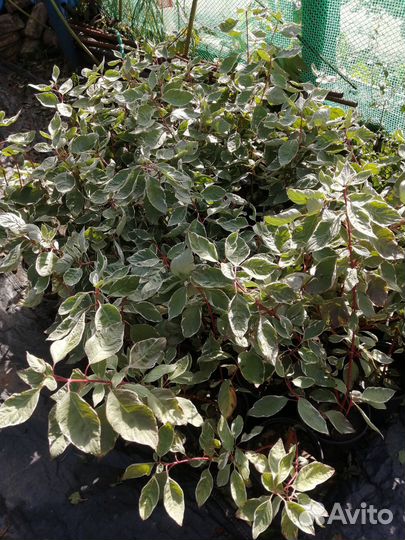 Дерен пестролистный зкс