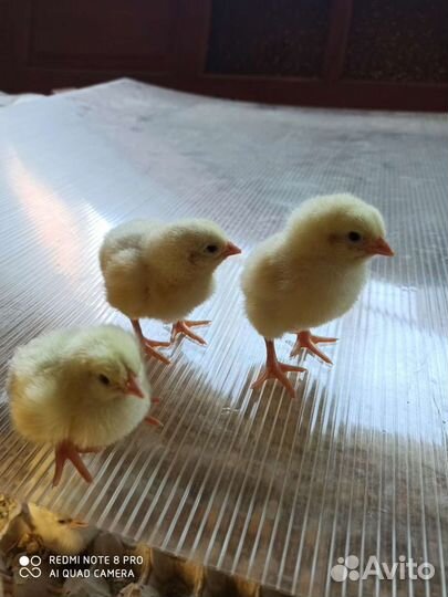 Цыплята бройлера