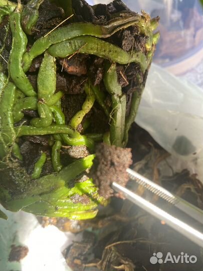 Пересадка орхидей, помощь по восстановлению