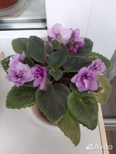 Продам фиалку