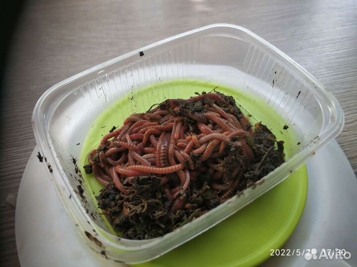 Черви для рыбалки