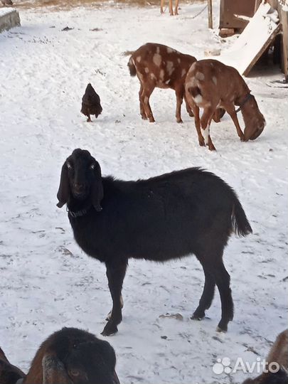 Нубийские козлята