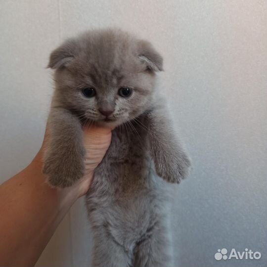 Шотландская вислоухая кошка