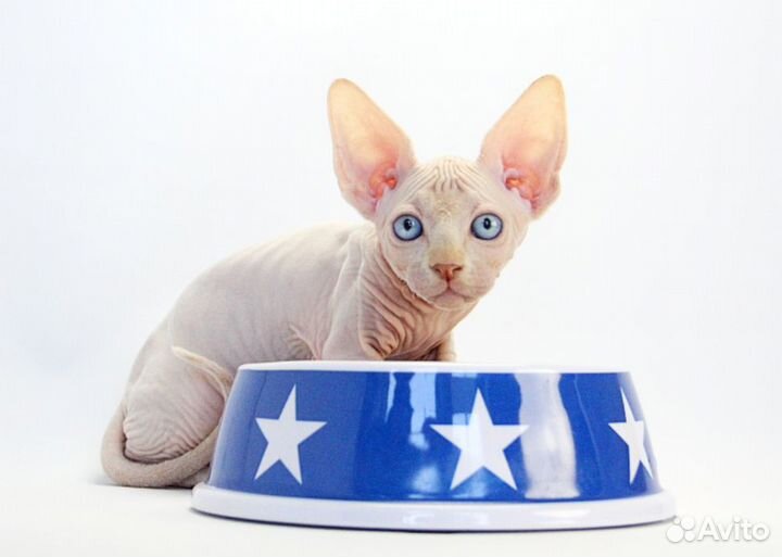 Бенедикт - он же Бенечка, Беня, Беняша, Бэн