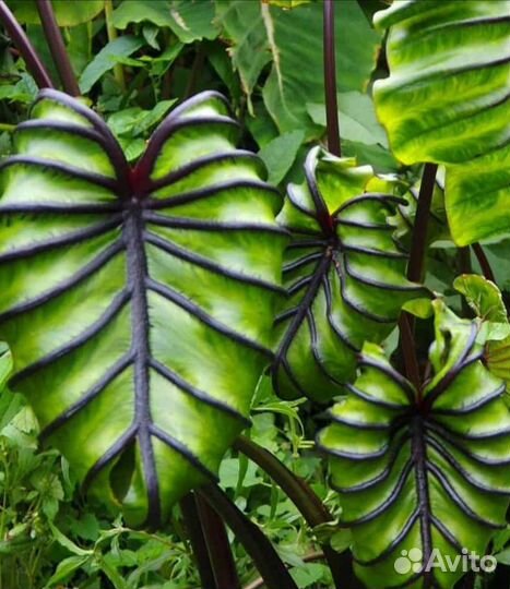 Колоказия / экзотические растения