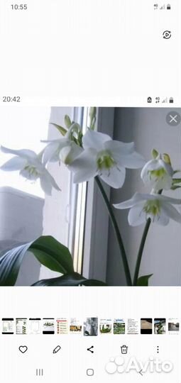 Эухарис амазонская лилия