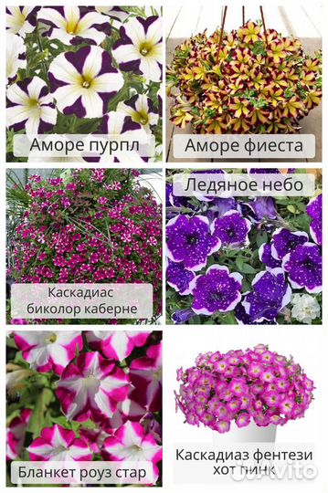 Рассада петунии