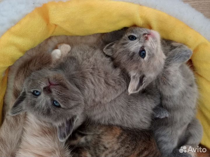Шотландские котята