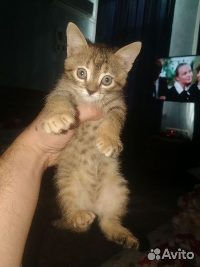 Кошки