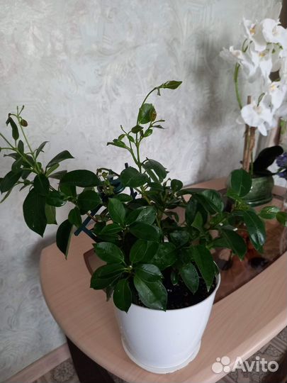 Дипладения