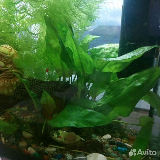 Аквариумное растение