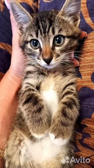 Котёнок-тигрёнок