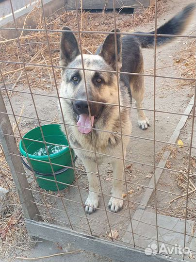 Вязка Кабель вео ищет невесту