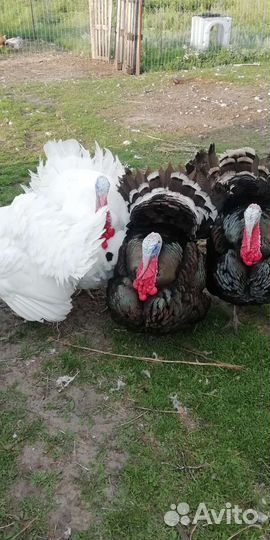 Индюшата подрощенные