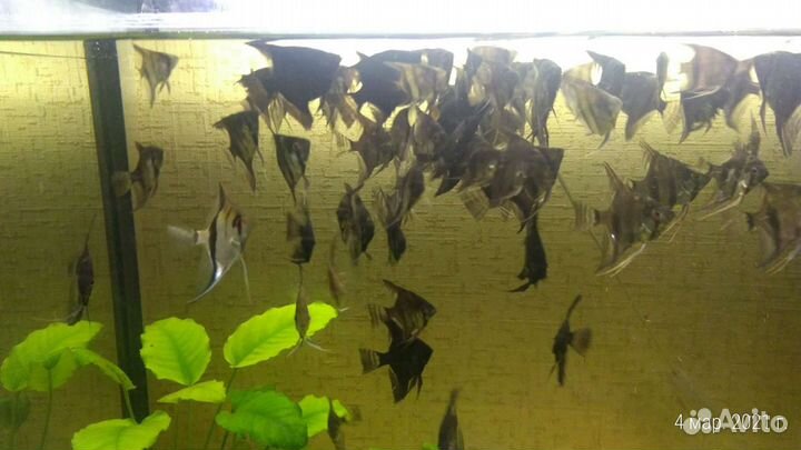 Аквариумные рыбки