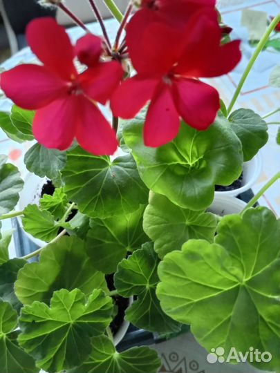 Пеларгония