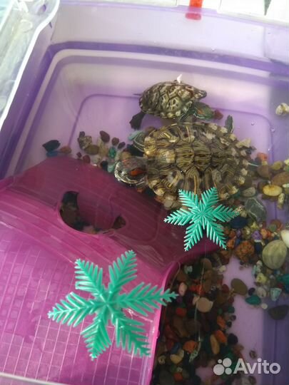 Черепашки водные