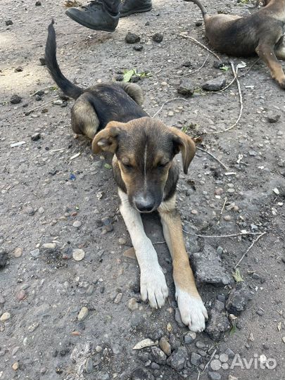 Собака в добрые руки