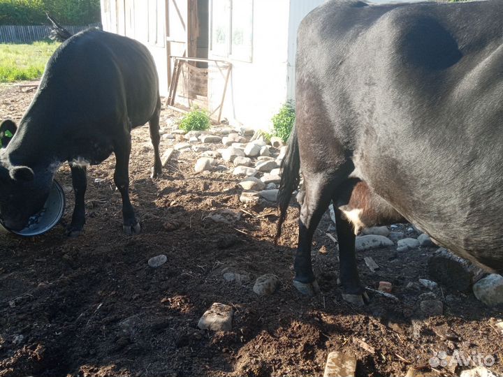 Коровы с телятами