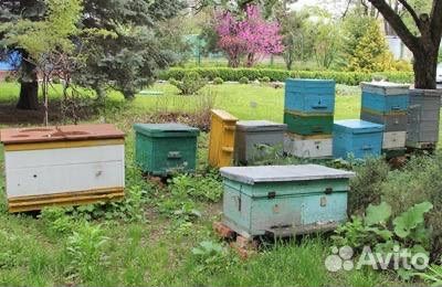 Улей с пчелами