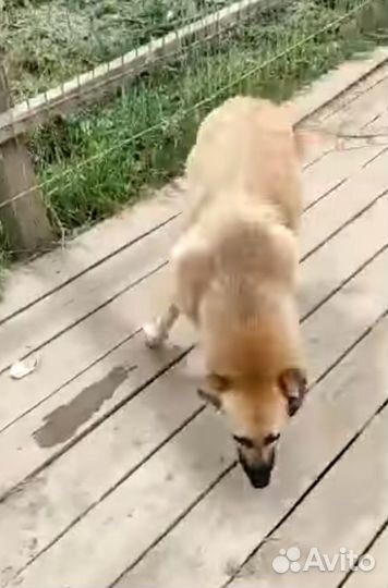 Жизнерадостная Ника уже 3 года страдает в приюте