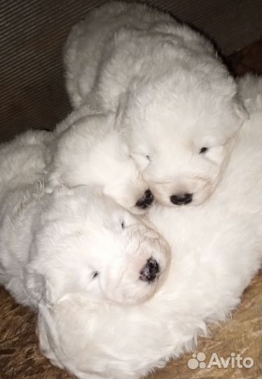 Маремма абруцкая овчарка