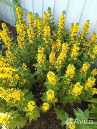 Куча примулы. Куча вербейника