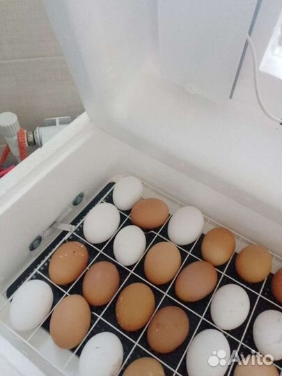 Инкубатор для яиц автоматический бу