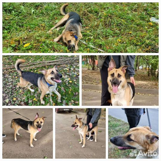 Собака в добрые руки