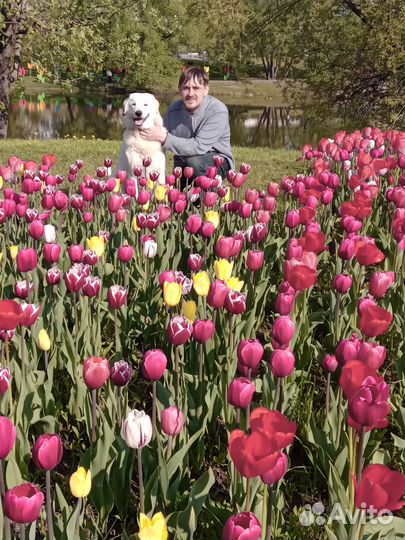 Перегон автомобилей