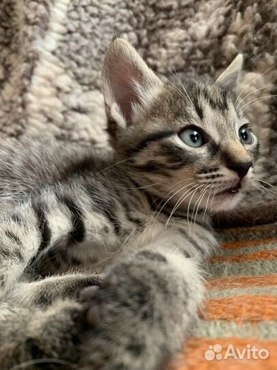 Кот в добрые руки