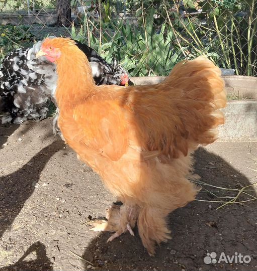 Петушок Кохинхин палевый