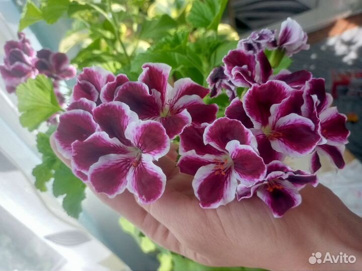 Пеларгония герань