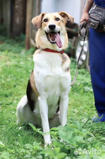 Позитивная и ласковая собака Ладушка ищет дом