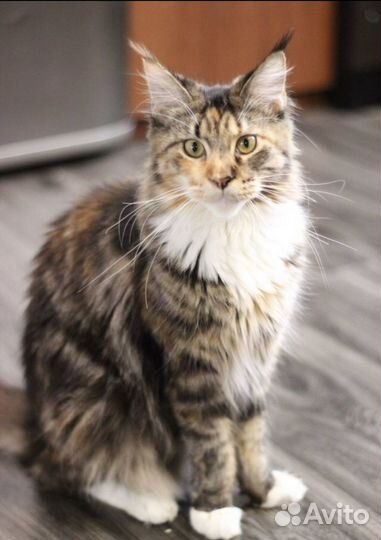 Котята мейкун