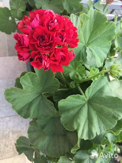 Пеларгония герань