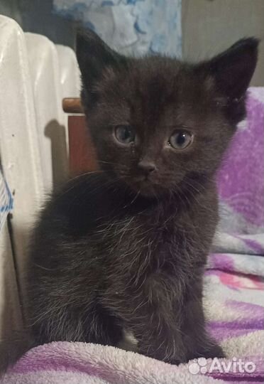 Котята в добрые руки бесплатно