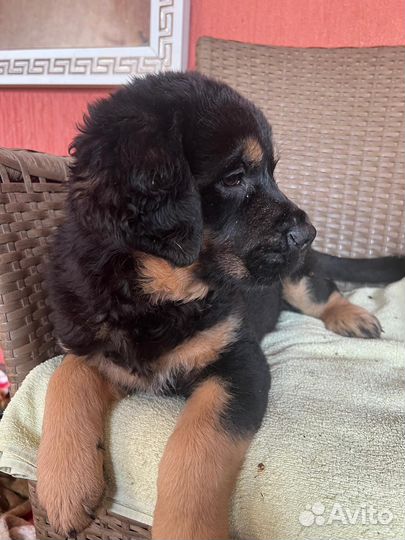 Девчонки Хотошо, Адыгея