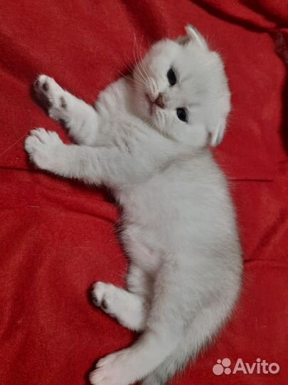 Шотландские котята