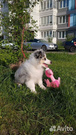 Колли мальчик